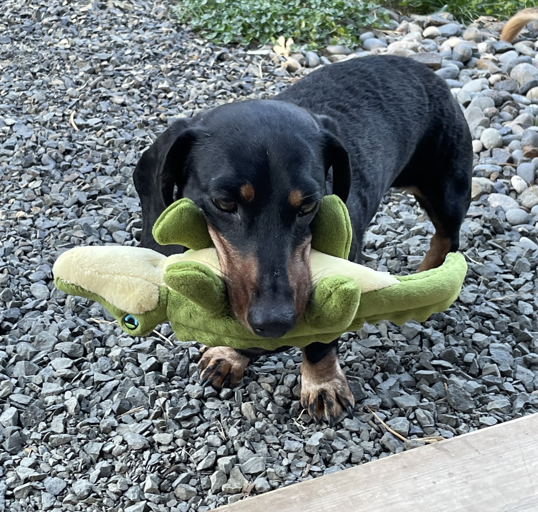 Miss Riffle a black and tan dachshund holding her stuffed alligator in her mouth.