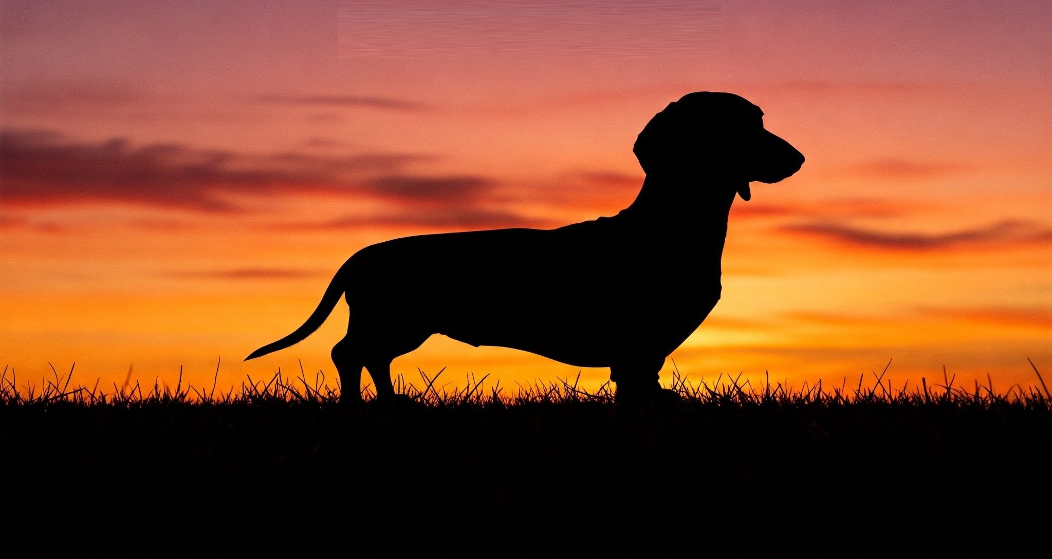 Silhouette of a dachshund with a sunset in the background.